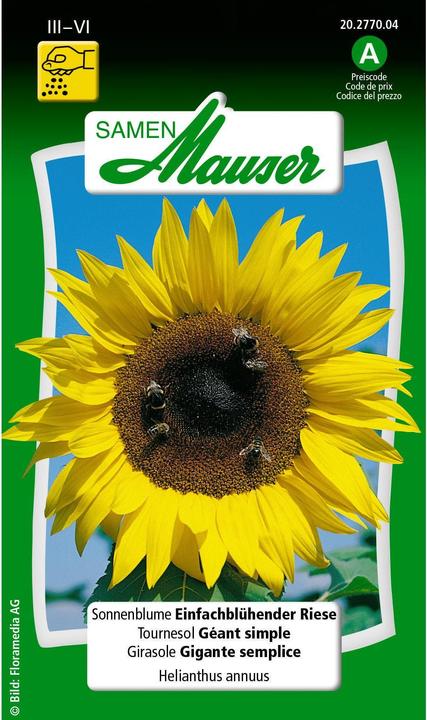 Produktbild Samen Mauser Sonnenblume einfachblühender Riese (Pflanzensamen)