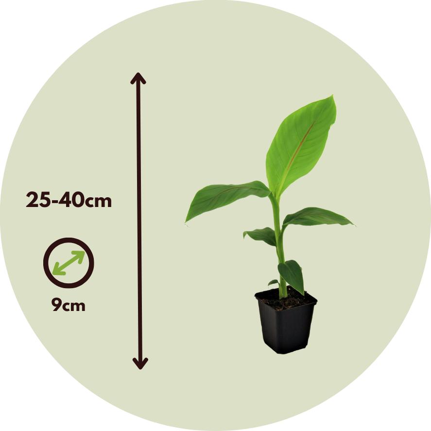 Thumbnail - Plant in a Box, Pflanzen, Musa Basjoo - 2er-Set Bananenpflanzen (25 cm)