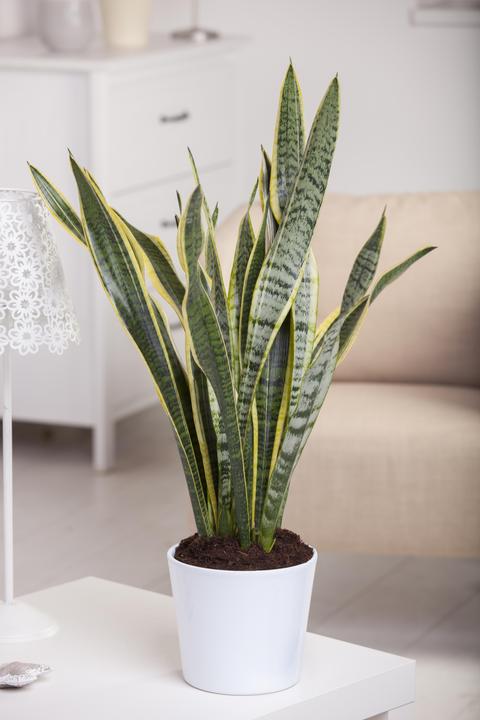 Produktbild Schwiegermutterzunge (70 cm)