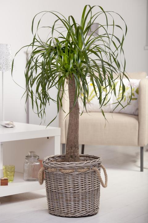 Produktbild Elefantenfuss (60 cm)