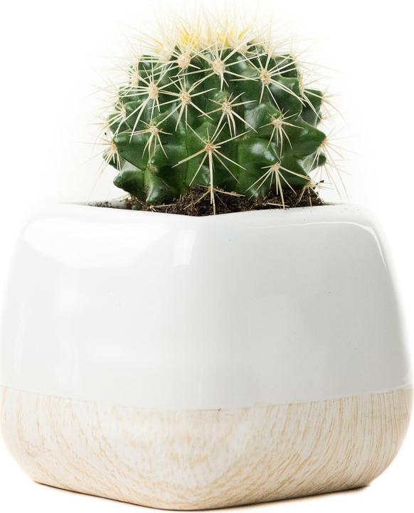 Immagine prodotto Echinocactus Grussoni in vaso di ceramica 14 x 14 (18 cm)