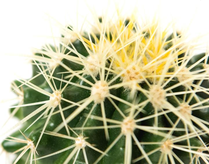 Immagine prodotto Echinocactus Grussoni in vaso di ceramica 14 x 14 (18 cm)