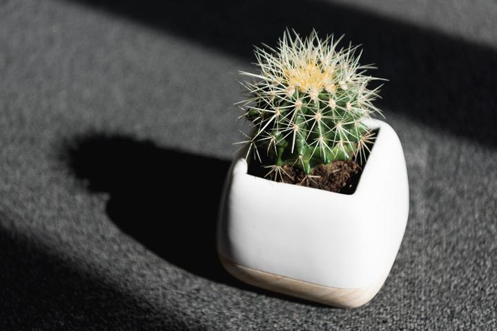 Immagine prodotto Echinocactus Grussoni in vaso di ceramica 14 x 14 (18 cm)
