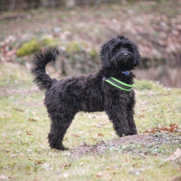 Produktbild Tre Ponti Easy Fit Mesh Neon verstellbar grün 4 (XXL, Hund, Allgemein)