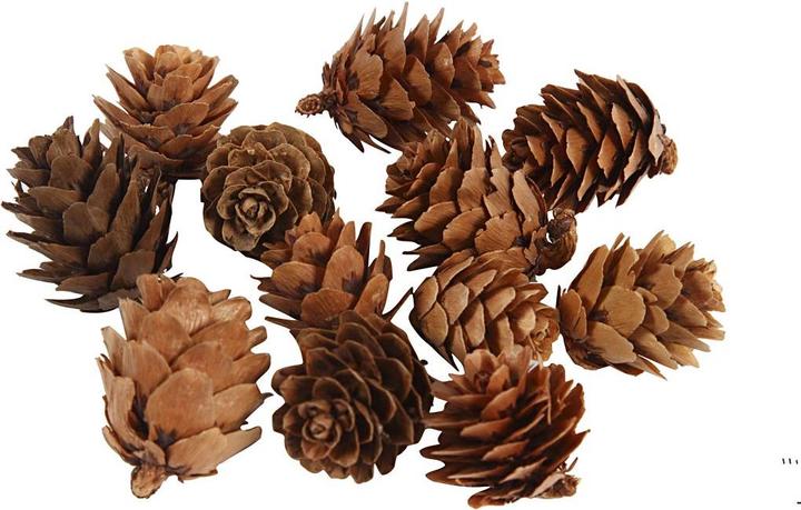 Actual product image Creativ Company Fir cones