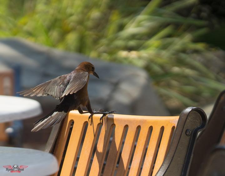 Image du produit Rokinon Téléobjectif 135 mm F2.0 ED UMC (Sony E, APS-C / DX)