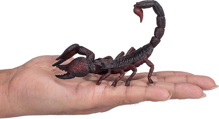 Actual product image small foot Emperor Scorpion
