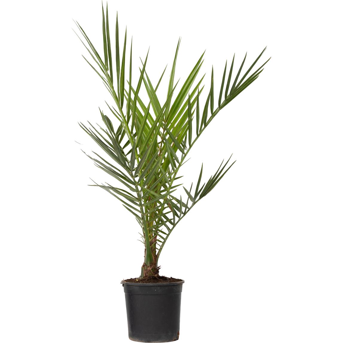Plant in a Box, Pflanzen, Phoenix canariensis - (50 cm)