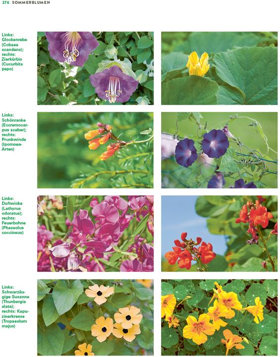 Produktbild Das grosse Buch der Stauden und Sommerblumen (Deutsch, Joachim Mayer, 2025)