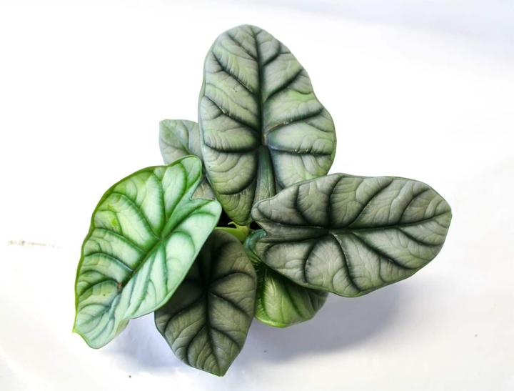 Actual product image Plantlovers Alocasia Silver Dragon (Pfeilblatt) (32 cm)