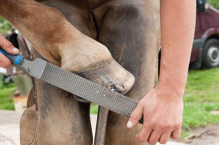 Produktbild Pferd 13180351 Hufhobel Länge 350mm 1St. (350 mm)