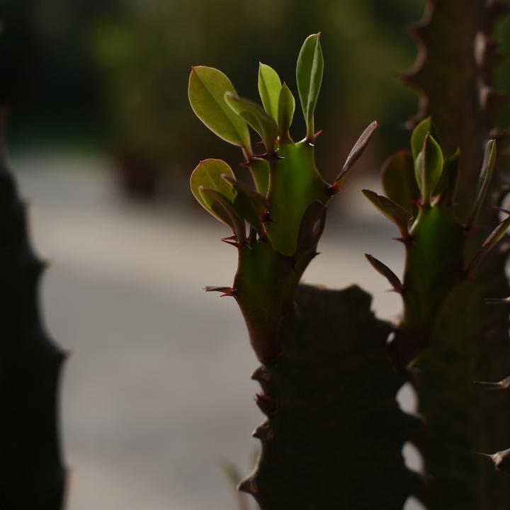 Produktbild Plant in a Box Euphorbia ingens - 2er Set Kandelaber Euphorbie Kaktus (50 cm)