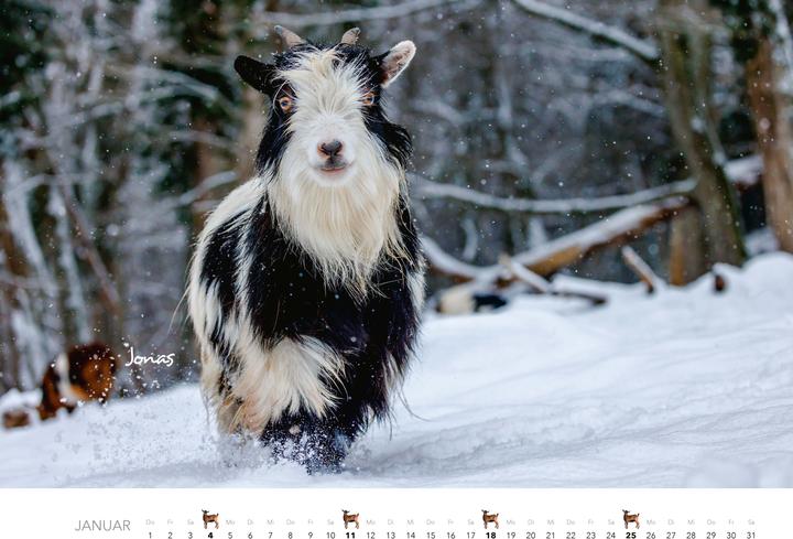 Produktbild Kalender Zwergziegen 2026 (Spezial)