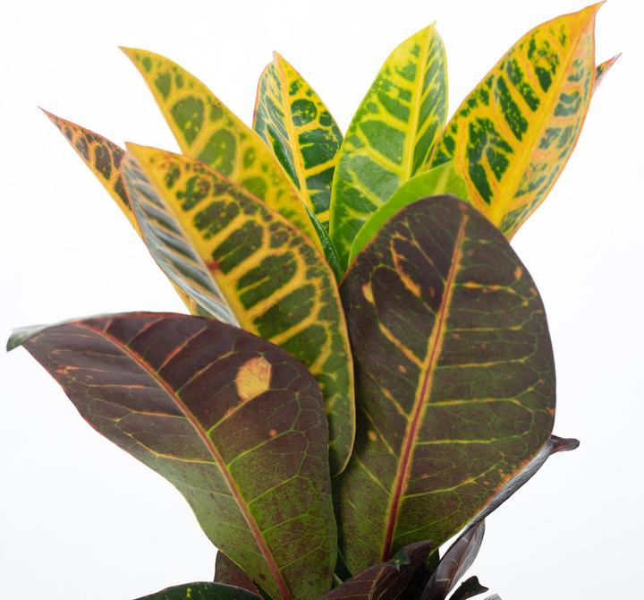 Produktbild Flowerbox Wunderstrauch "Petra" - Codiaeum Petra (20 cm)