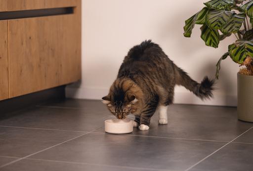 Actual product image Designed by Lotte Noor cat bowl (0.25 l)