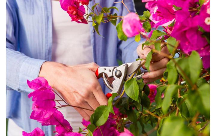 Produktbild Felco Gartenschere 14