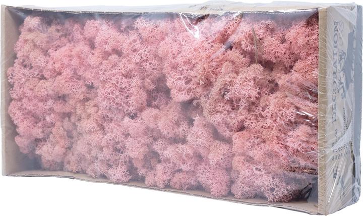 Actual product image Flowerbox Iceland moss