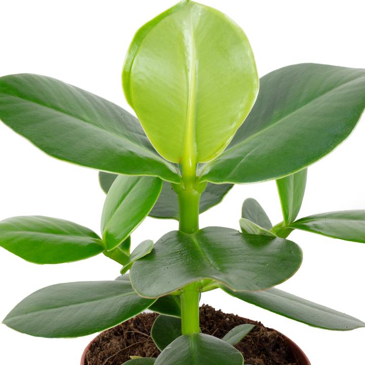 Produktbild Flowerbox Balsamapfel - Clusia rosea (25 cm)