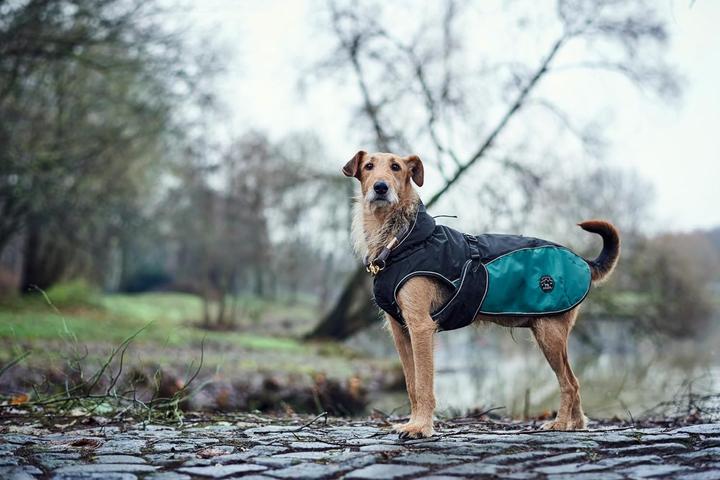 Actual product image Hunter Dog coat Uppsala Allrounder (55, Dog coat)