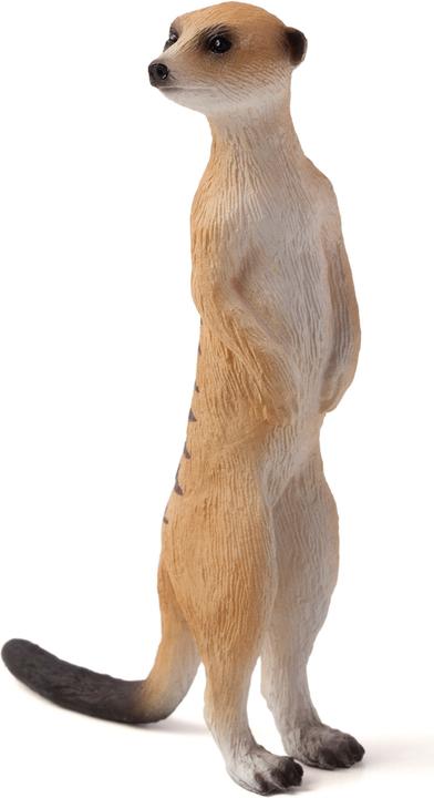 Animal Planet Meerkat