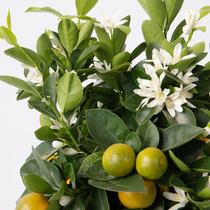 Produktbild Plant in a Box Citrus Mitis Calamondin - Orangenbaum (55 cm)