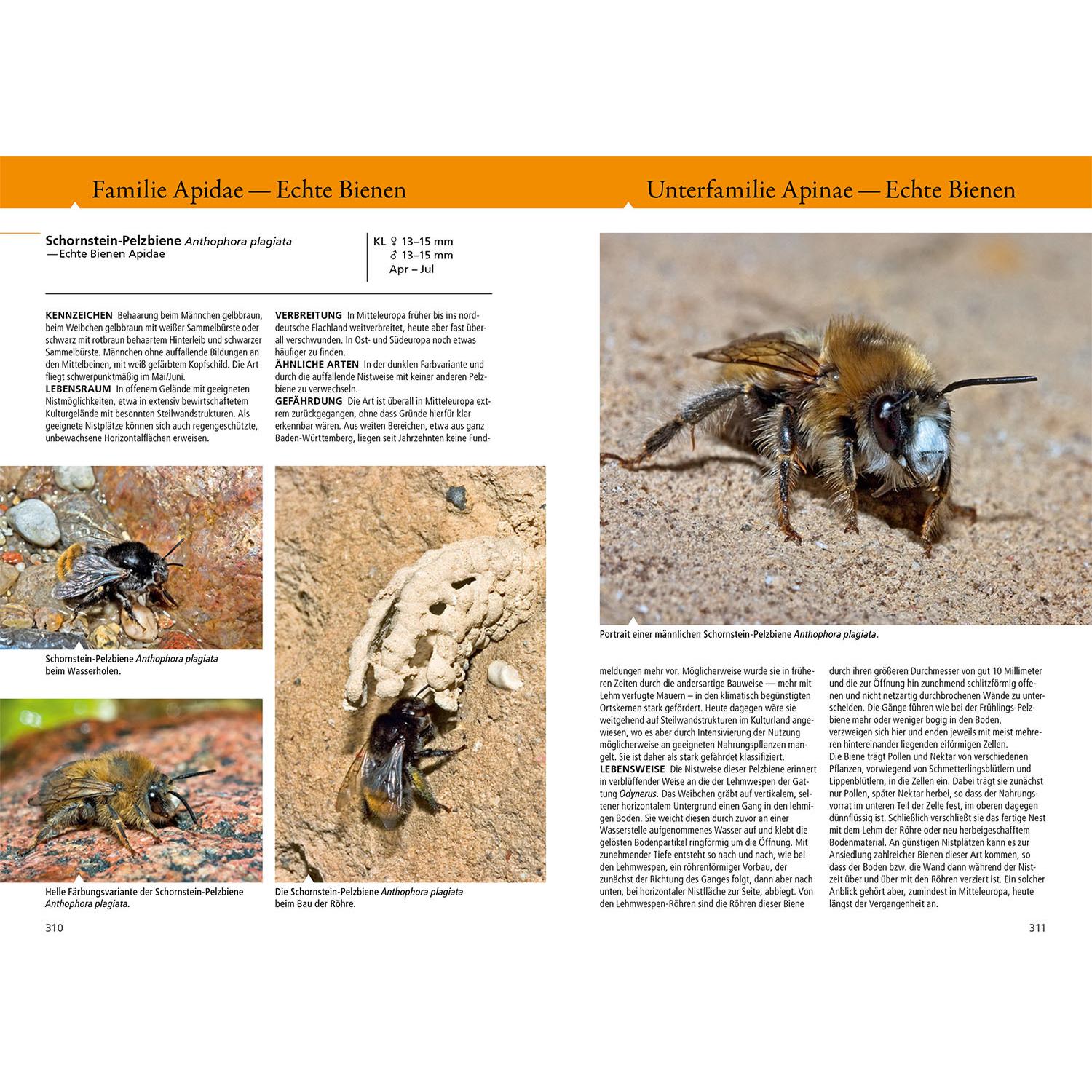 Thumbnail - Bienen, Wespen, Ameisen, Ratgeber von Matthias Helb, Heiko Bellmann