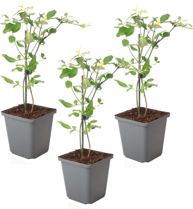 Produktbild Plant in a Box Jasminum x stephanense 'Starry Starry Summer Scent' - 3er-Set Jasmin (25 cm)