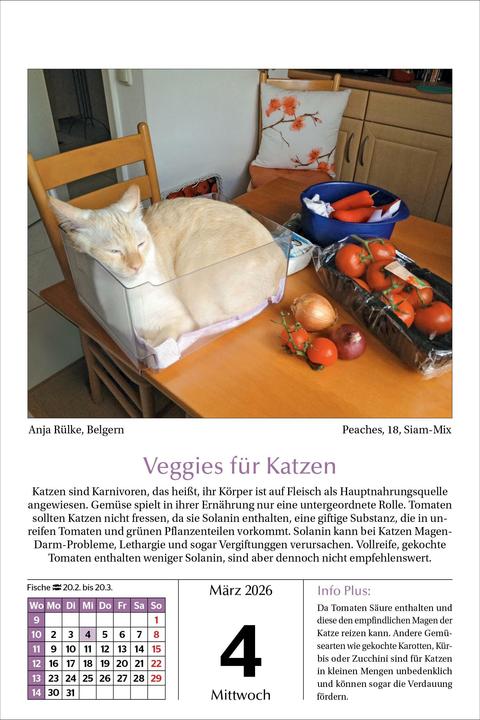 Image du produit Katzen Tageskalender 2026 (14 x 21 cm)
