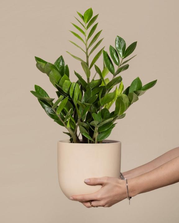 Image du produit feey Glücksfeder (35 cm, Fraîchement rempotés)