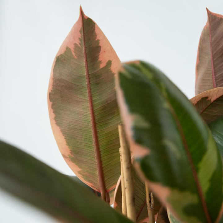 Produktbild Plant in a Box Ficus Elastica Belize - Gummibaum (75 cm)