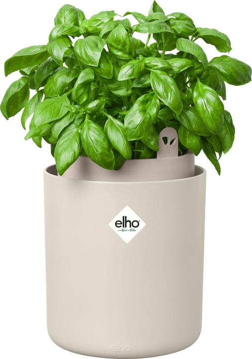 Image du produit Elho Bouncy Basil (17 x 21 cm)