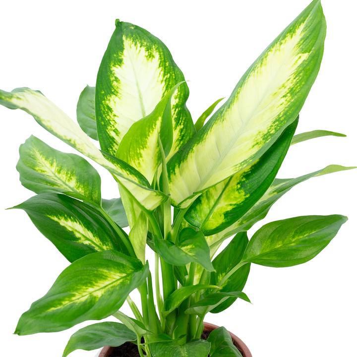 Image du produit Flowerbox Dieffenbachie - Dieffenbachia (35 cm)