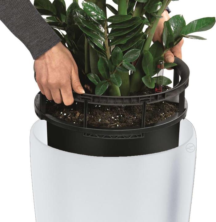 Immagine prodotto Lechuza Rondo (32.50 x 56.50 cm)