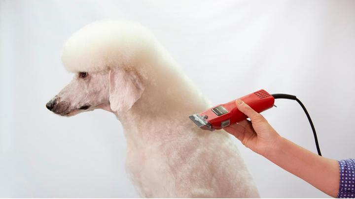 Immagine prodotto Aesculap Cesoie per pellicce Favorita II, GT104 (Cane)