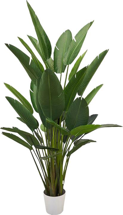 Actual product image Edg Strelitzia H: 245 cm (245 cm)