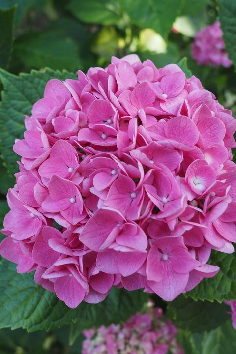 Produktbild Plant in a Box Hydrangea macrophylla 'Early Pink' - 6er Set Hortensien (25 cm)