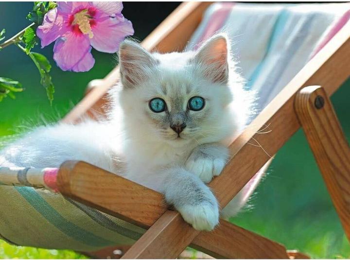 Image du produit Ravensburger Chaton blanc 200p (200 pièces)