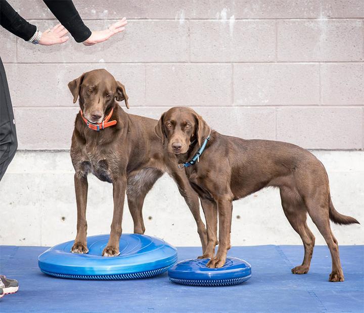 Immagine prodotto FitPaws Balance Disk (Destrezza)