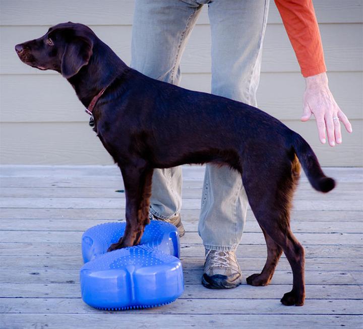 Actual product image FitPaws K9 Fitbone (Agility)