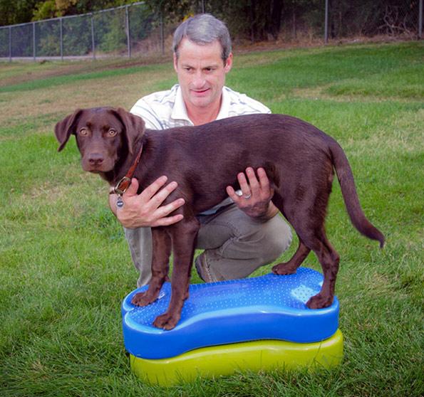 Actual product image FitPaws K9 Fitbone (Agility)