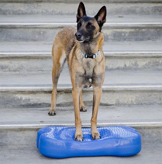 Actual product image FitPaws K9 Fitbone (Agility)