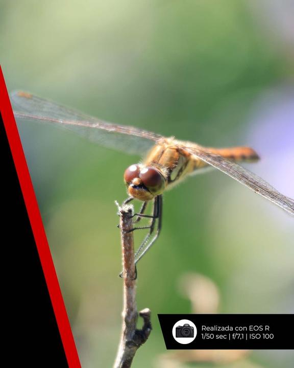 Produktbild Canon RF-S 55-210mm F5-7.1 IS STM​ - (EU) (Canon RF, APS-C / DX)