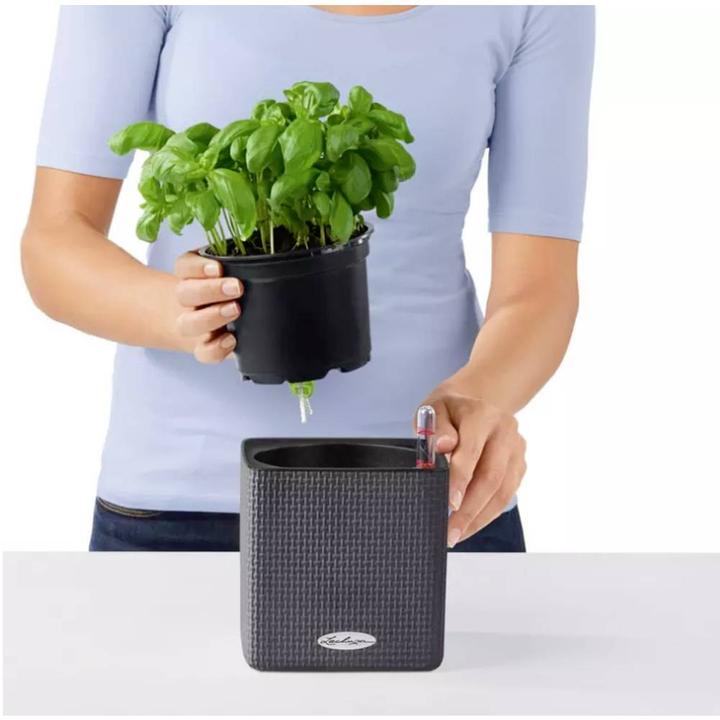 Actual product image Lechuza Cube Color (17 cm)